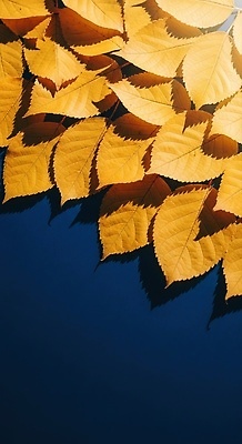 JPG 나무 편집이미지 컬러 잎 자연 휴식 풍경 반사 가을 물가 수면 심플 뷰티풀 차분 편집실사 AI포토 AI콘텐츠 식물 계절 컨셉 물 CG 생태계 파일형식