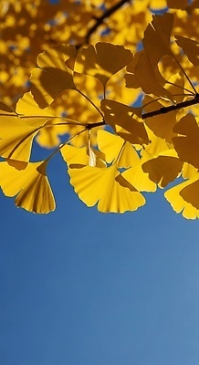 JPG 나무 식물 편집이미지 잎 자연 하늘 생명 풍경 반짝임 햇빛 노란색 가을 은행잎 목련 뷰티풀 편집실사 AI포토 AI콘텐츠 계절 꽃 컬러 모션 태양 CG 생태계 파일형식