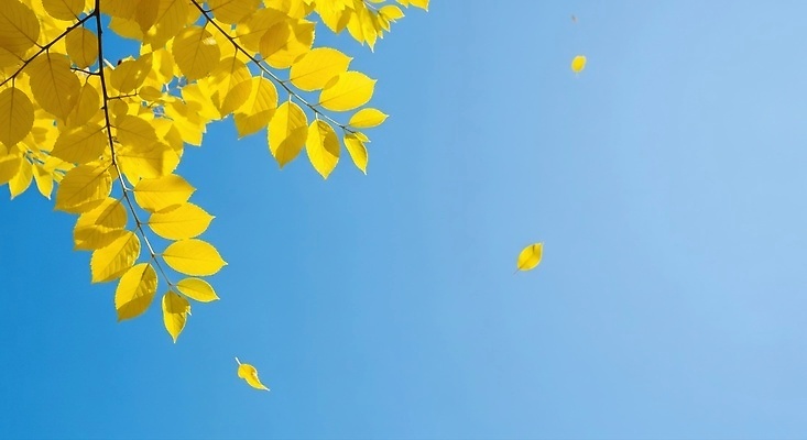 JPG 나무 편집이미지 잎 자연 하늘 생명 바람 풍경 일상 가을 나뭇가지 뷰티풀 편집실사 AI포토 AI콘텐츠 자연요소 식물 계절 날씨 라이프 CG 생태계 파일형식