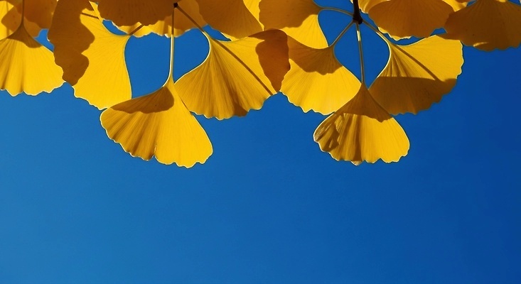 포토 JPG 나무 편집이미지 계절 컬러 잎 자연 하늘 풍경 일상 노란색 가을 은행나무 뷰티풀 편집실사 AI포토 AI콘텐츠 식물 라이프 CG 생태계 파일형식