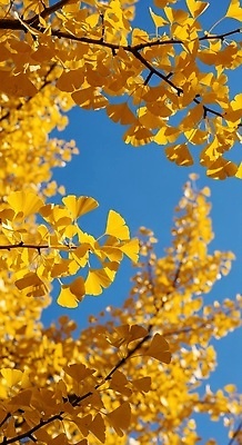 JPG 나무 편집이미지 계절 열매 잎 자연 생명 나뭇잎 풍경 햇빛 노란색 가을 숲 은행나무 뷰티풀 편집실사 AI포토 AI콘텐츠 식물 컬러 태양 CG 생태계 파일형식