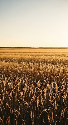 JPG 식물 편집이미지 자연 하늘 풍경 초록색 여름 햇빛 평화 농사 금색 성장 가을 저녁 지평선 편집실사 AI포토 AI콘텐츠 계절 컬러 컨셉 농업 태양 야간 CG 생태계 파일형식