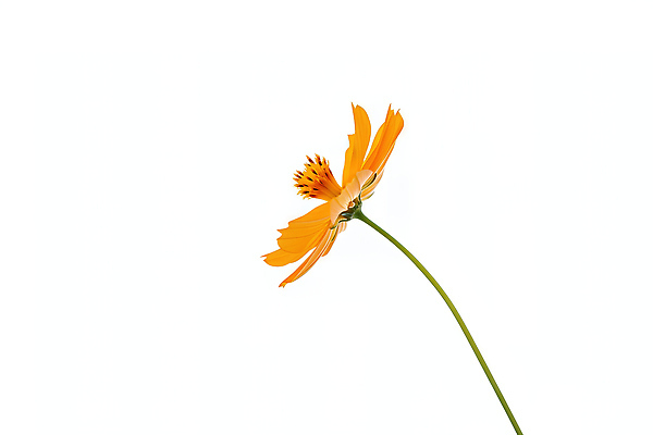 JPG 식물 편집이미지 꽃잎 꽃 화초 곡선 자연 생명 노란색 환경 성장 코스모스 부드러움 뷰티풀 황화코스모스 편집실사 AI포토 AI콘텐츠 선 컬러 감각 CG 생태계 파일형식