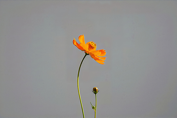 JPG 식물 편집이미지 꽃잎 꽃 화초 줄기 백그라운드 자연 생명 바람 여름 햇빛 주황색 꽃봉오리 코스모스 뷰티풀 황화코스모스 편집실사 AI포토 AI콘텐츠 자연요소 계절 컬러 날씨 태양 CG 생태계 파일형식