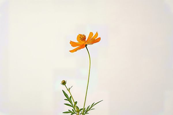 포토 JPG 식물 편집이미지 꽃 줄기 백그라운드 잎 자연 주황색 흰색 우아함 꽃봉오리 코스모스 뷰티풀 황화코스모스 편집실사 AI포토 AI콘텐츠 컬러 컨셉 CG 생태계 파일형식