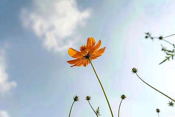 JPG 식물 편집이미지 꽃 백그라운드 자연 하늘 생명 바람 햇빛 새싹 흔들림 코스모스 뷰티풀 황화코스모스 편집실사 AI포토 AI콘텐츠 자연요소 모션 날씨 태양 CG 생태계 파일형식