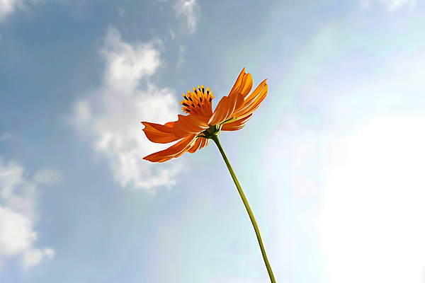 JPG 식물 편집이미지 꽃 감정 컬러 자연 하늘 생명 풍경 야외 일상 햇빛 촬영 주황색 성장 코스모스 뷰티풀 황화코스모스 편집실사 AI포토 AI콘텐츠 라이프 태양 CG 생태계 파일형식