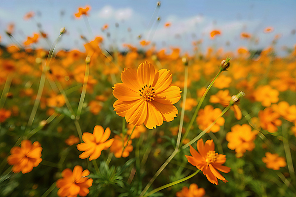 JPG 식물 편집이미지 꽃밭 자연 풍경 초원 여름 햇빛 농사 봄 코스모스 뷰티풀 황화코스모스 편집실사 AI포토 AI콘텐츠 계절 꽃 농업 태양 CG 생태계 파일형식