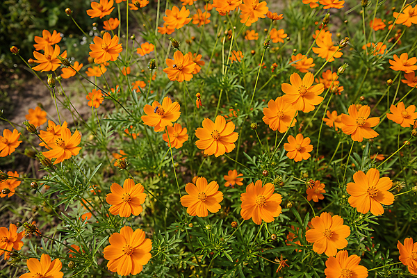 JPG 식물 편집이미지 꽃밭 자연 풍경 초록색 여름 햇빛 정원 코스모스 주말 뷰티풀 오렌지꽃 황화코스모스 편집실사 AI포토 AI콘텐츠 계절 꽃 컬러 태양 CG 생태계 파일형식