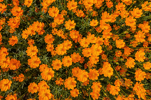 JPG 식물 편집이미지 꽃 자연 풍경 야외 초록색 햇빛 정원 주황색 봄 코스모스 뷰티풀 생동감 황화코스모스 편집실사 AI포토 AI콘텐츠 계절 컬러 태양 CG 생태계 파일형식