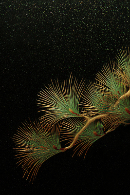 JPG 나무 식물 편집이미지 전통 잎 자연 검은배경 가지 한국 초록색 소나무 질감 바늘잎 뷰티풀 이미지편집 AI컴퓨터그래픽 AI콘텐츠 아시아 컬러 백그라운드 채소 검은색 생태계 파일형식