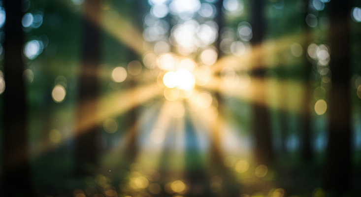 JPG 나무 편집이미지 자연 생명 가지 빛 햇빛 평화 광선 분위기 숲속 숲 그늘 신비 뷰티풀 순간 편집실사 AI포토 AI콘텐츠 식물 컨셉 채소 태양 CG 생태계 파일형식