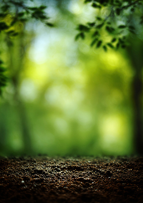 JPG 나무 편집이미지 잎 자연 생명 휴식 조명 잔디 초록색 평화 환경 고요 산책 숲 땅 피톤치드 편집실사 AI포토 AI콘텐츠 식물 컬러 컨셉 CG 생태계 파일형식