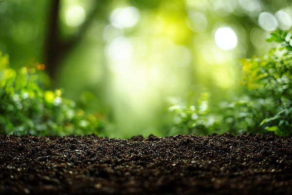 JPG 식물 편집이미지 자연 생명 건강 풍경 초록색 여름 햇빛 평화 정원 흙 숲 뷰티풀 차분 편집실사 AI포토 AI콘텐츠 계절 컬러 컨셉 태양 CG 생태계 파일형식