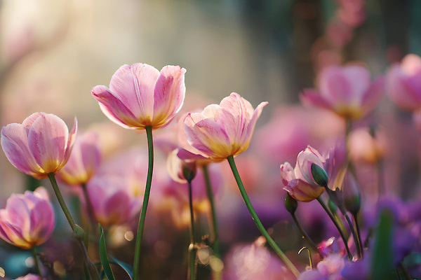 JPG 식물 편집이미지 꽃잎 꽃 분홍색 꽃밭 자연 풍경 햇빛 정원 봄 튤립 꽃집 만개 뷰티풀 색감 편집실사 AI포토 AI콘텐츠 계절 컬러 태양 상점 CG 생태계 파일형식