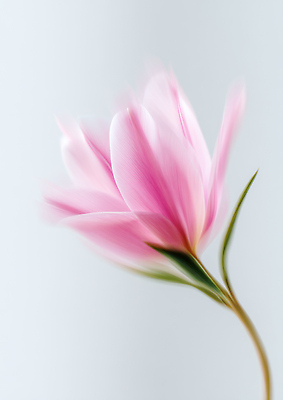 포토 JPG 식물 편집이미지 꽃잎 꽃 예술 분홍색 백그라운드 자연 생명 봄 우아함 향기 부드러움 뷰티풀 편집실사 AI포토 AI콘텐츠 계절 컬러 컨셉 감각 CG 생태계 냄새 파일형식