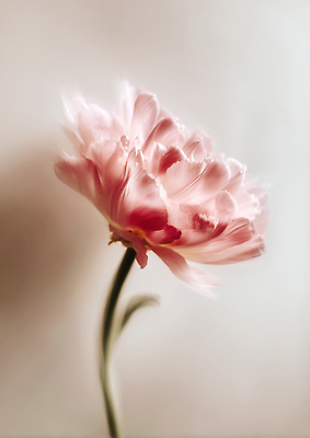 JPG 식물 편집이미지 꽃잎 꽃 줄기 컬러 자연 빛 부드러움 뷰티풀 편집실사 AI포토 AI콘텐츠 감각 CG 생태계 파일형식