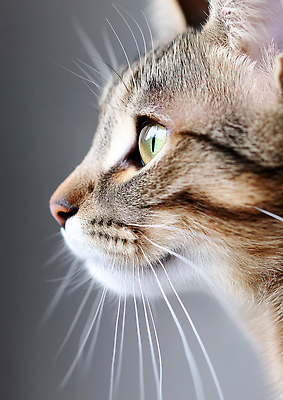 포토 JPG 동물 편집이미지 포즈 털 실내 미소 옆모습 반려동물 귀여움 고양이 관찰 턱 편집실사 AI포토 AI콘텐츠 뷰포인트 컨셉 포유류 모션 표정 내부 CG 파일형식