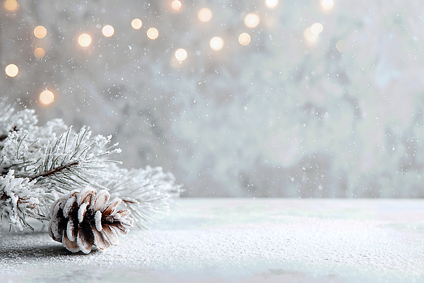 JPG 편집이미지 크리스마스 겨울 재료 자연 소나무 휴일 분위기 오브젝트 장면 솔방울 방안 차분 편집실사 나무 계절 기념일 컨셉 CG 생태계 파일형식