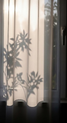 JPG 식물 편집이미지 창문 자연 아침 조명 주택 실내 그림자 햇빛 공간 커튼 분위기 편안함 소프트 편집실사 AI포토 AI콘텐츠 주간 컨셉 내부 건물 태양 감각 CG 생태계 파일형식