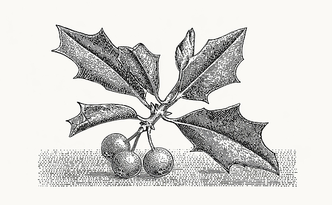JPG 식물 전통 계절 열매 잎 크리스마스 겨울 일러스트 자연 풍경 장식 초록색 그림 민속 겨우살이 뷰티풀 정물화 국내일러스트 기념일 컬러 생태계 파일형식