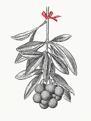 JPG 식물 디자인 잎 농업 채소 과일 일러스트 자연 가지 여름 농작물 정원 수확 유기농 겨우살이 벽장식 뷰티풀 국내일러스트 웰빙 계절 산업 장식 생태계 파일형식