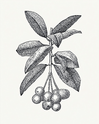 JPG 식물 디자인 열매 잎 농업 과일 일러스트 자연 생명 미술 성장 나뭇가지 그리기 과수원 스케치 원예 조화 겨우살이 생태학 수목 국내일러스트 나무 교육 산업 모션 문화예술 취미 생태계 파일형식