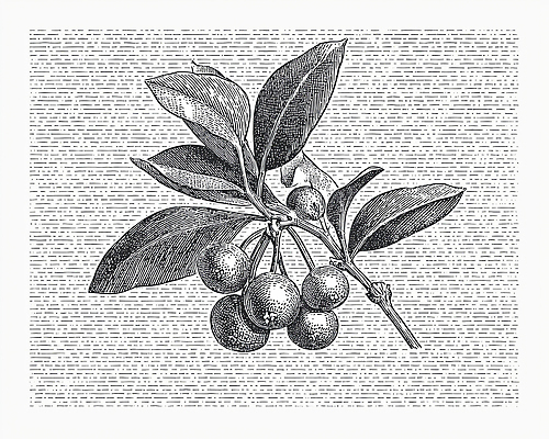 JPG 나무 식물 열매 잎 농업 과일 일러스트 자연 생명 가지 초록색 농작물 농사 수확 유기농 생태계 원예 겨우살이 국내일러스트 웰빙 산업 컬러 채소 취미 파일형식