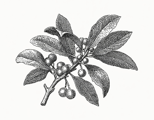 JPG 나무 식물 열매 백그라운드 잎 농업 채소 과일 일러스트 자연 생명 가지 흑백 건강 성장 나뭇가지 생태계 겨우살이 특징 국내일러스트 산업 촬영기법 파일형식