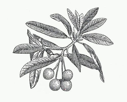 JPG 식물 열매 잎 일러스트 자연 페인팅 생명 가지 초록색 성장 나뭇가지 원형 생태계 겨우살이 뷰티풀 식용 디테일 국내일러스트 도형 나무 컬러 채소 파일형식