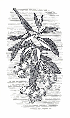 JPG 식물 열매 줄기 컬러 잎 농업 과일 일러스트 자연 가지 환경 성장 생태계 원예 조화 겨우살이 많음 국내일러스트 산업 컨셉 채소 취미 파일형식