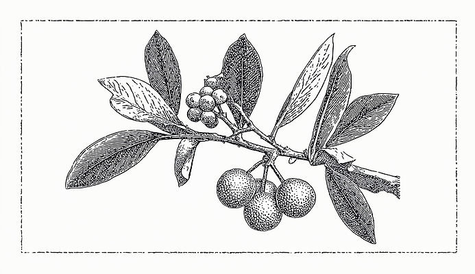 JPG 나무 식물 열매 잎 과일 일러스트 자연 생명 가지 정원 성장 나뭇가지 원형 묘사 드로잉 겨우살이 국내일러스트 도형 채소 미술 생태계 파일형식
