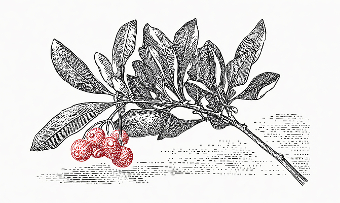 JPG 식물 디자인 열매 예술 컬러 잎 일러스트 자연 생명 취미 빨간색 나뭇가지 묘사 질감 채색 겨우살이 뷰티풀 국내일러스트 나무 미술 생태계 파일형식