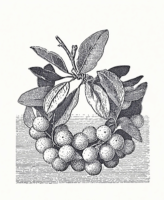 JPG 나무 식물 디자인 예술 잎 과일 일러스트 자연 미술 원형 열대과일 유기농 생태계 작품 조화 겨우살이 뷰티풀 국내일러스트 도형 웰빙 문화예술 파일형식