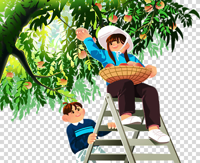 식물 계절 감정 농업 과일 관계 태양 도구 생태계 파일형식 복숭아 따기 나무 사다리 여름 모션 농장 친구 즐거움 햇빛 수확 자연 가족 편집이미지 PNG