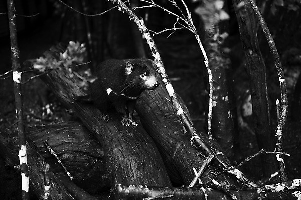 포토 JPG 해외이미지 동물 사람없음 호주 주머니곰 해외202004 해외포토 포유류 오세아니아 파일형식