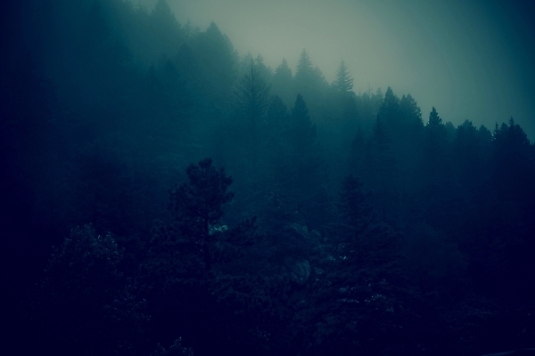 포토 JPG 해외이미지 나무 식물 구름 자연 날씨 산 풍경 사람없음 가로 어둠 안개 숲 수분 신비 무서움 마법 층 전나무 내추럴 뿌연 콜로라도 가문비나무 오싹 막 해외202004 해외포토 자연요소 감정 컨셉 미국 생태계 파일형식