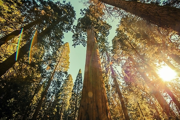 포토 JPG 해외이미지 나무 자연 국립공원 사람없음 야외 가로 햇빛 태양 맑음 미국 덮개 가을 숲 큼 캘리포니아 내추럴 해외202004 해외포토 자연요소 식물 계절 공원 북아메리카 날씨 뚜껑 크기 생태계 파일형식