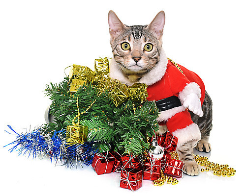 포토 JPG 해외이미지 동물 컨셉 크리스마스장식 크리스마스 놀이 사람없음 빨간색 반려동물 고양이 회색 코트 흰배경 이벤트의상 해외202004 해외포토 옷 기념일 컬러 백그라운드 포유류 외투 흰색 파일형식