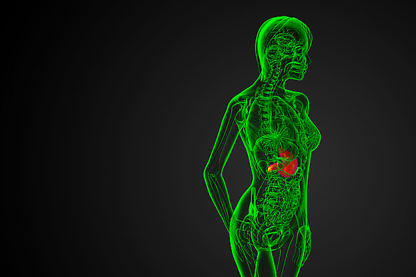 포토 JPG 해외이미지 해부 건강 사람 사람없음 3D 오르간 궤 해외202004 해외포토 의학 건반악기 디지털합성 파일형식
