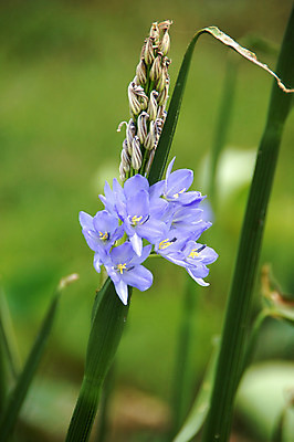 포토 JPG 해외이미지 계절 꽃잎 꽃 자연 사람없음 야외 파란색 새싹 봄 활발 벚꽃 허브 즐거움 냄새 아로마 헌병 해외202004 해외포토 식물 감정 컬러 컨셉 군인 생태계 파일형식