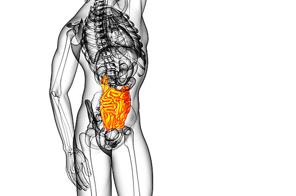 포토 JPG 해외이미지 해부 건강 사람 사람없음 3D 오르간 간 궤 해외202004 해외포토 의학 장기_의학 건반악기 디지털합성 파일형식