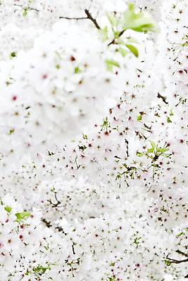 포토 JPG 해외이미지 사람없음 야외 봄 벚꽃 벚나무 소프트포커스 해외202004 해외포토 나무 계절 꽃 촬영기법 파일형식