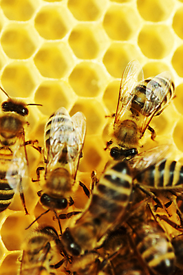 포토 JPG 해외이미지 동물 1 야생동물 과학 곤충 백그라운드 신체 날개 자연 노동자 안테나 동물원 사람없음 세트 갈색 노란색 머리 검은색 황금 닫기 달콤 맛 벌레 핥기 벌 수집 묘사 싱글 질감 꿀 솜털 찌르기 벌집 고립 넘어짐 양발 양봉 디테일 해외202004 해외포토 직업 컬러 컨셉 통신 모션 신체부위 생태계 파일형식