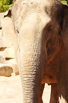 포토 JPG 해외이미지 동물 아시아 야생동물 포유류 아프리카 자연 코끼리 동물원 사람없음 옆모습 머리 힘 회색 거친 주름 큼 대표 인도인 피부 코 해외202004 해외포토 외국인 나라 뷰포인트 컬러 동양인 신체부위 크기 생태계 파일형식