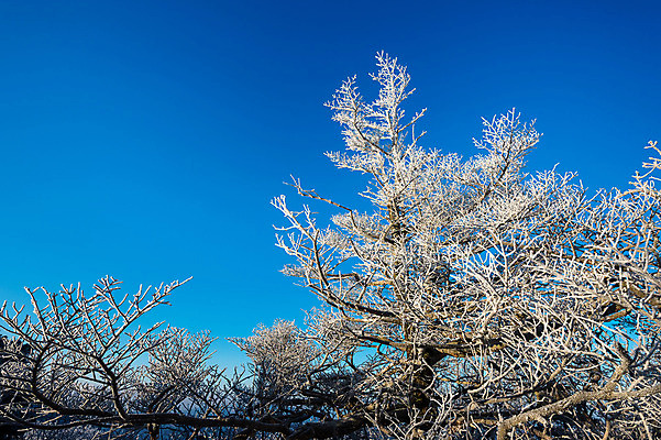포토 JPG 해외이미지 나무 구름 계절 공원 아시아 스포츠 여행 백그라운드 겨울 자연 하늘 아침 날씨 휴가 산 서울 한국 파노라마 풍경 사람없음 야외 태양 일출 냉동 얼음 일몰 추위 흰색 정상 숲 언덕 남쪽 내추럴 웅장함 전국 절정 눈내림 해외202004 해외포토 주간 자연요소 식물 공공시설 나라 컬러 눈_날씨 촬영기법 노을 방향 생태계 파일형식