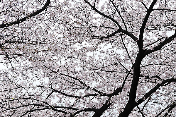 포토 JPG 해외이미지 나무 꽃잎 꽃 줄기 자연 사람없음 야외 일본 봄 성장 벚꽃 나뭇가지 농촌 개화 해외202004 해외포토 식물 계절 아시아 시골 생태계 파일형식 나라
