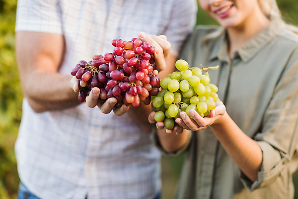 포토 JPG 해외이미지 커플 여자 남자 행복 포도 들기 상반신 성인 두명 앞모습 부모 농장 수확 풀잎 포도밭 성인만 해외포토 감정 뷰포인트 잎 밭 농업 과일 가족 관계 모션 사람 풀_식물 파일형식