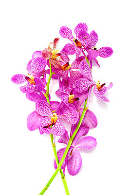 포토 JPG 해외이미지 식물 꽃잎 꽃 분홍색 꽃다발 꽃무늬 부활절 사람없음 컬러풀 보라색 스파 벚꽃 흰색 화려 개화 난초 제비꽃 향기 냄새 아로마 향 아로마테라피 고립 스트랩 이국적 해외202004 해외포토 기념일 컬러 컨셉 무늬 테라피 파일형식