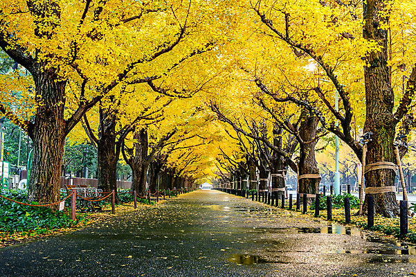 포토 JPG 해외이미지 나무 식물 라이프스타일 계절 공원 아시아 시계 섬 여행 백그라운드 잎 오렌지 자연 거리 서울 한국 사람 풍경 사람없음 야외 초록색 컬러풀 노란색 여행객 환경 탑 정원 일본 가을 도쿄 11월 남쪽 내추럴 생태학 줄서기 해외202004 해외포토 건축물 공공시설 교육 나라 컬러 과일 모션 생활 날짜 방향 생태계 파일형식